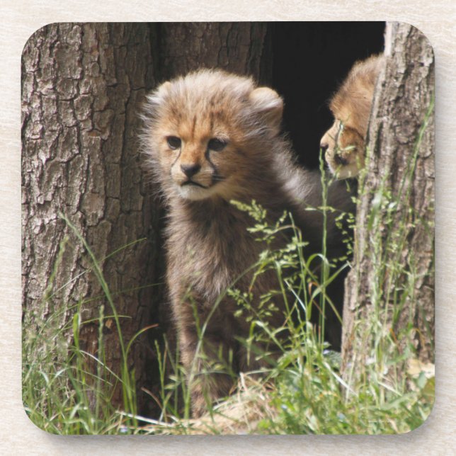 Cheetah 005 coaster (Front)