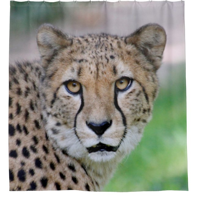 Cheetah 009 (Front)