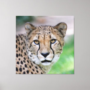 Cheetah 009 canvas print