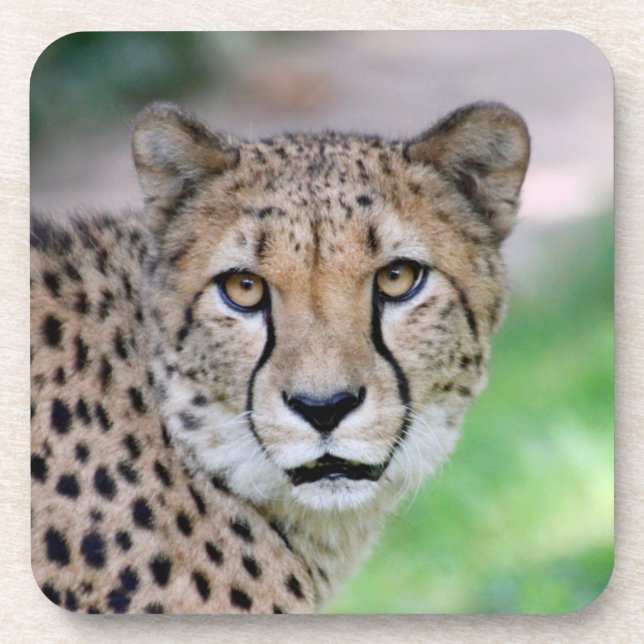 Cheetah 009 coaster (Front)