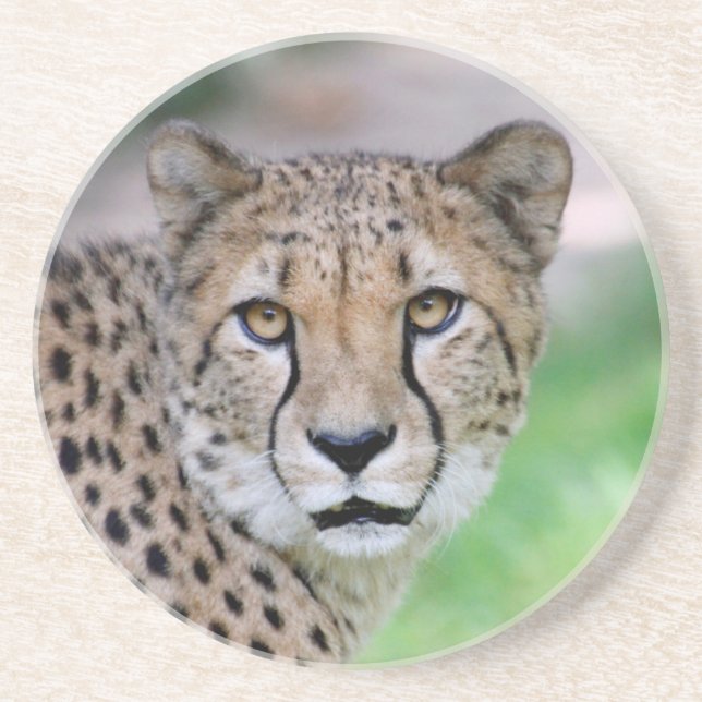 Cheetah 009 coaster (Front)