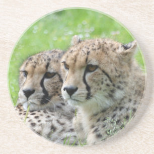 Cheetah 009 coaster