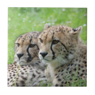 Cheetah 009 tile