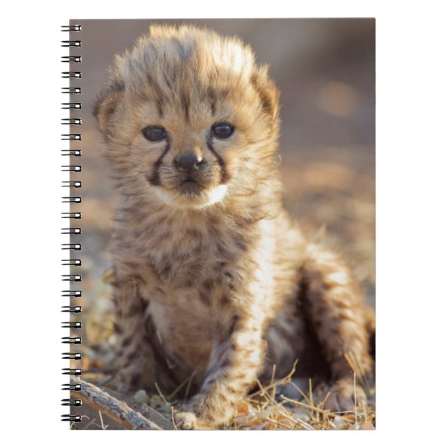 Cheetah 19 days old male cub notebook (Front)