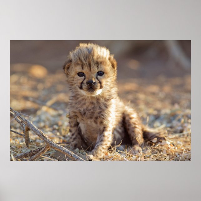 Cheetah 19 days old male cub poster (Front)