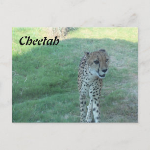 Cheetah # 2 postcard
