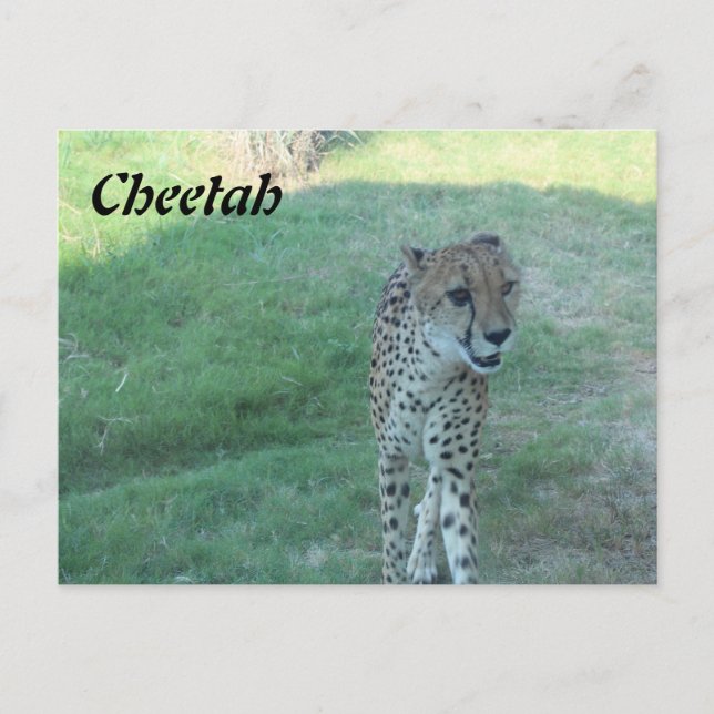 Cheetah # 2 postcard (Front)