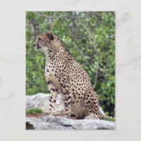 Cheetah 4x6 Postcard