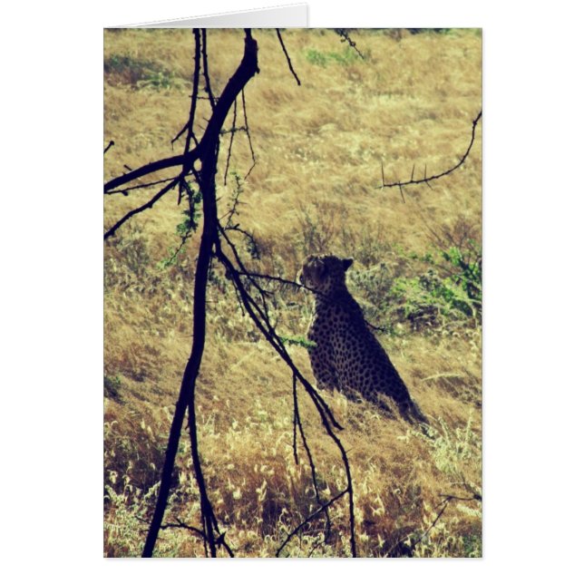 Cheetah à Samburu (Devant)