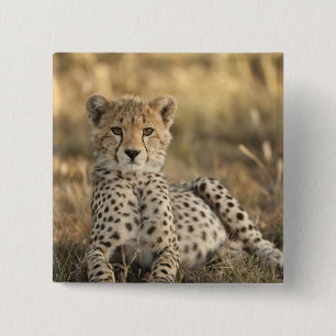Cheetah, Acinonyx jubatus 2 Inch Square Button