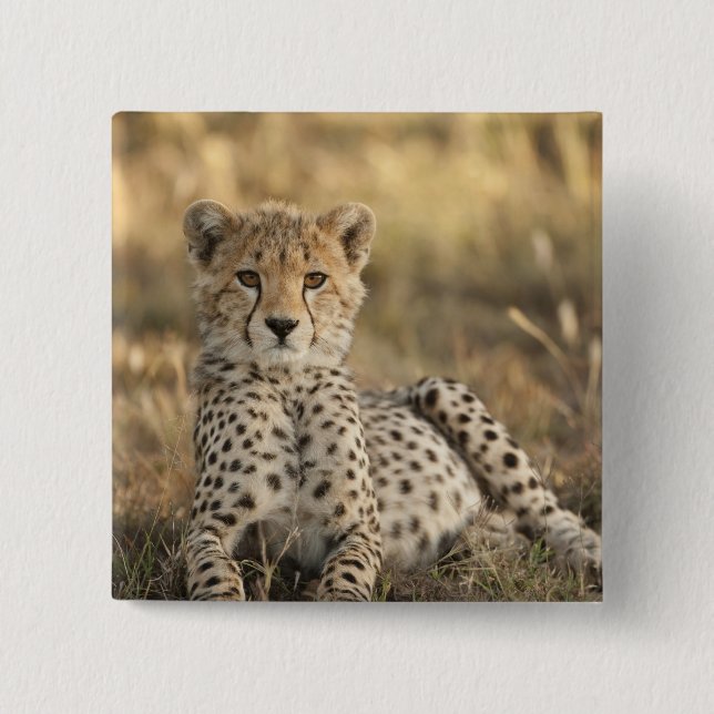 Cheetah, Acinonyx jubatus 2 Inch Square Button (Front)