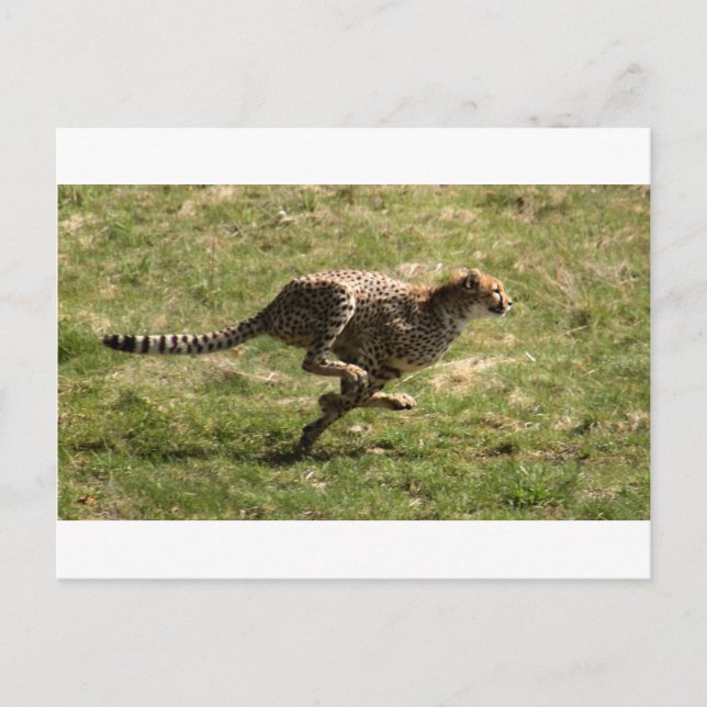 Cheetah (Acinonyx jubatus) full gallop Postcard (Front)