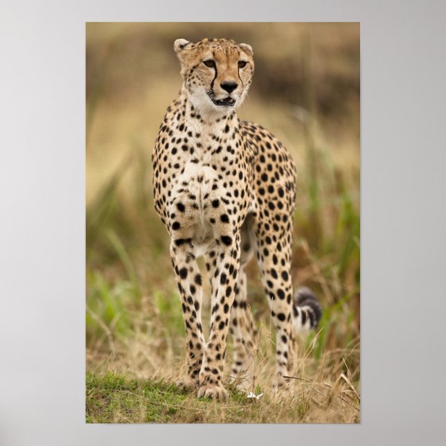 Cheetah, Acinonyx jubatus, in the Masai Mara Poster (Front)