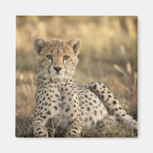 Cheetah, Acinonyx jubatus Magnet