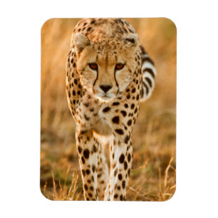 Cheetah (Acinonyx Jubatus) Portrait, Maasai Magnet