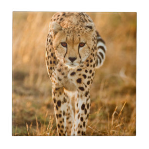 Cheetah (Acinonyx Jubatus) Portrait, Maasai Tile