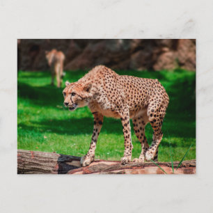 Cheetah Acinonyx Jubatus Postcard