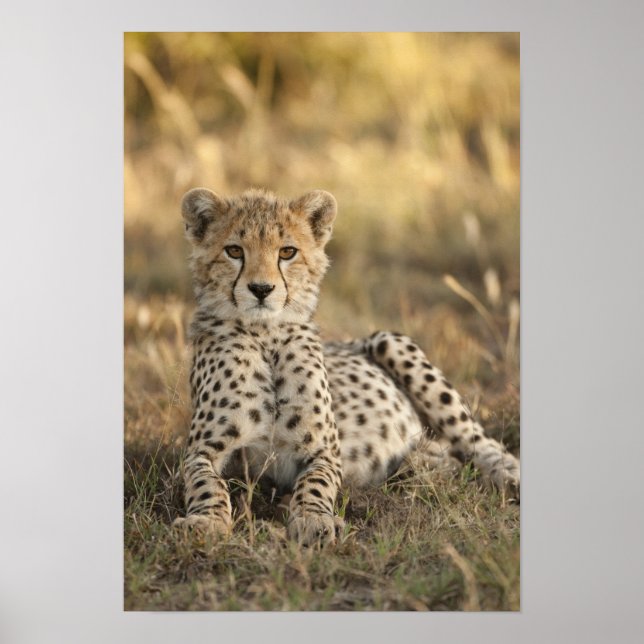 Cheetah, Acinonyx jubatus Poster (Front)