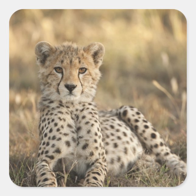 Cheetah, Acinonyx jubatus Square Sticker (Front)
