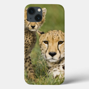 Cheetah, Acinonyx jubatus, with cub in the iPhone 13 Case