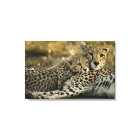 Cheetah, Acinonyx jubatus, with cub in the Masai 2