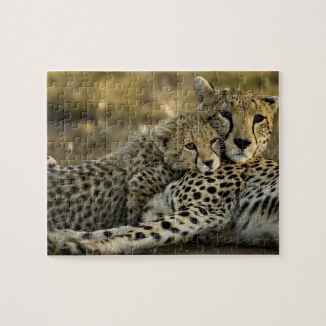 Cheetah, Acinonyx jubatus, with cub in the Masai 2 Jigsaw Puzzle (Horizontal)