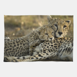 Cheetah, Acinonyx jubatus, with cub in the Masai 2 Kitchen Towel