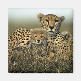 Cheetah and Cub Magnet