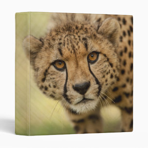 Cheetah - Animal sauvage 3 Classeur de ceinture