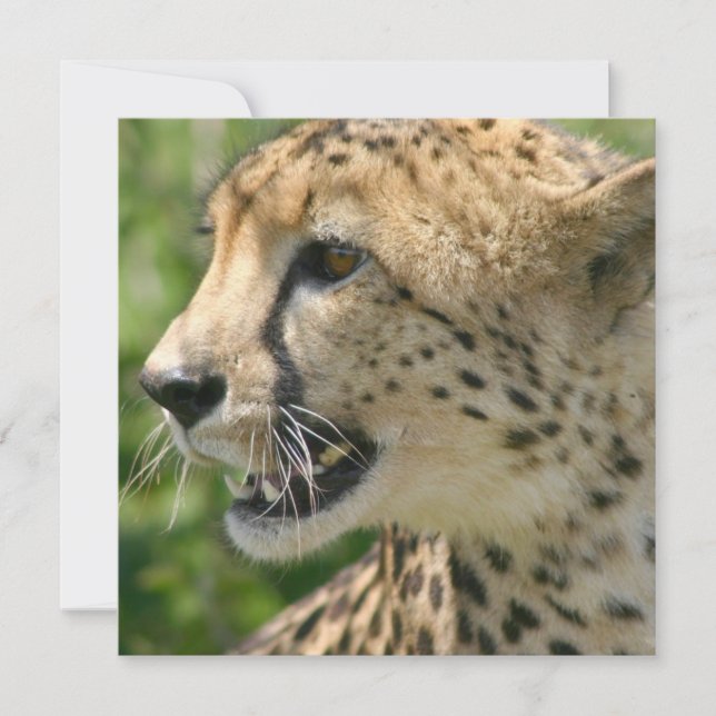 Cheetah Attack Invitation (Front)
