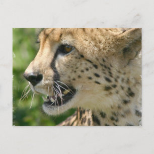 Cheetah Attack Postcard