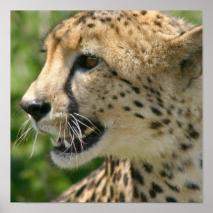 Cheetah Attack Poster Print