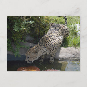 cheetah-b-1 postcard