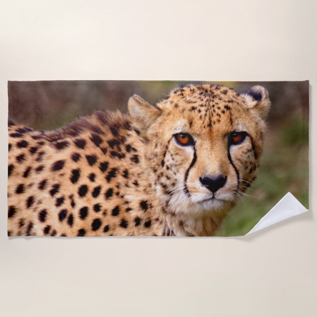 Cheetah Beach Towel (Front)