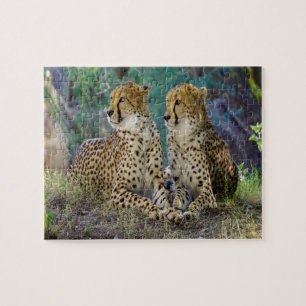 cheetah Big Cats. Jigsaw Puzzle