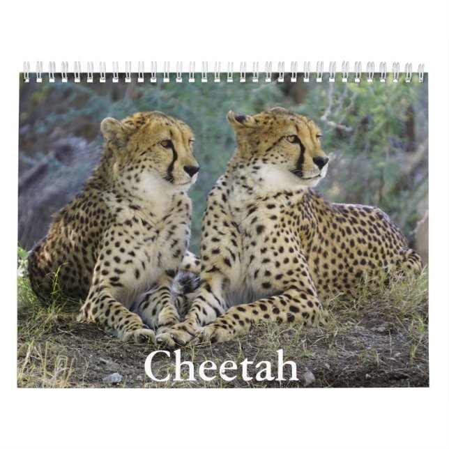 Cheetah Calendar (Cover)