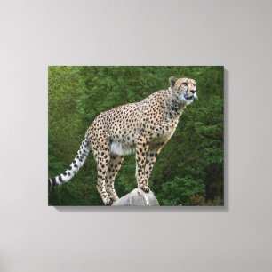 Cheetah Canvas Print