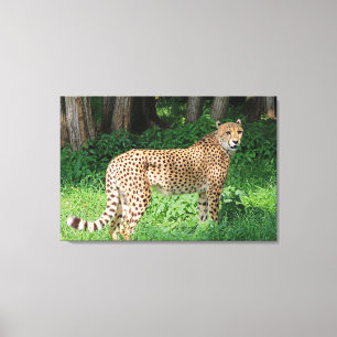 Cheetah Canvas Print