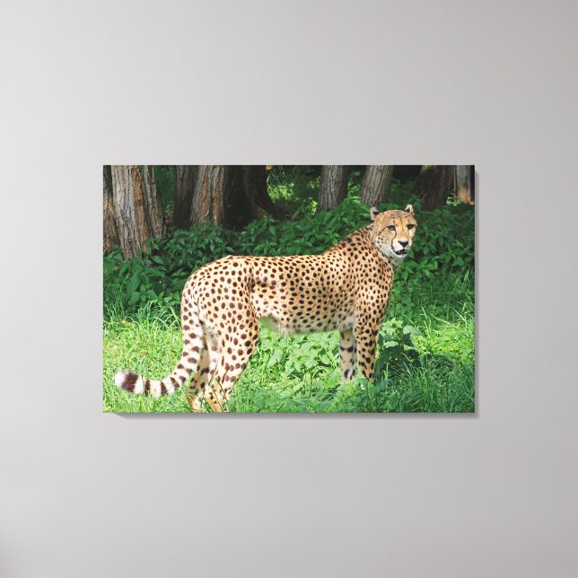 Cheetah Canvas Print (Front)