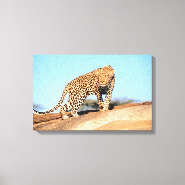 Cheetah Canvas Print (Front)