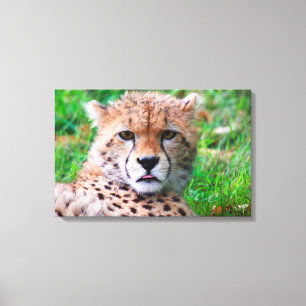 Cheetah Canvas Print