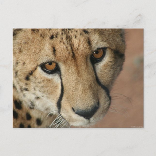 Cheetah Cat Postcard (Front)