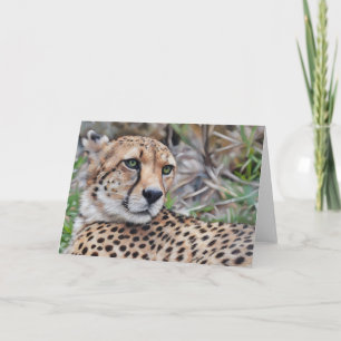 Cheetah Cat Wild Animal Art Note Card