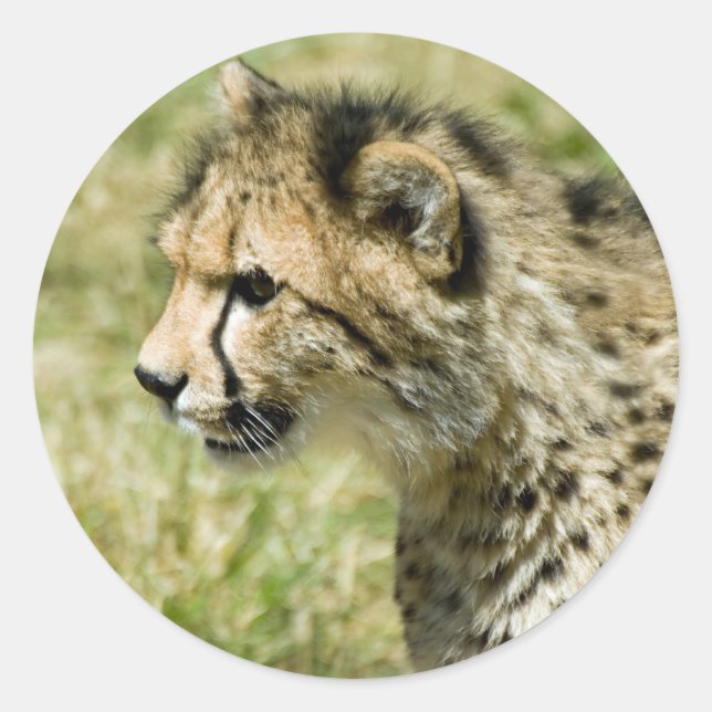 Cheetah Classic Round Sticker (Front)