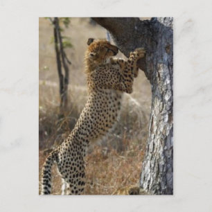 Cheetah Climbing On Tree Postcard
