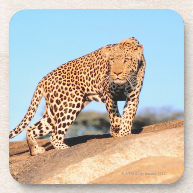 Cheetah Coaster (Front)