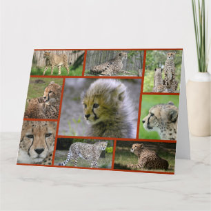 Cheetah-Collage001 Card