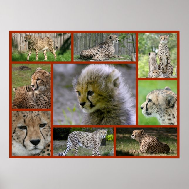 Cheetah-Collage 001 Poster (Front)