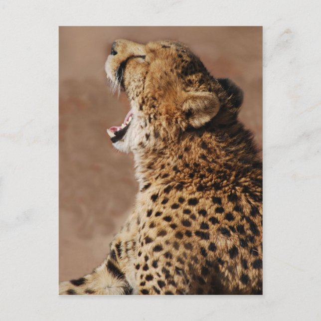 Cheetah could scare a lion postcard (Front)