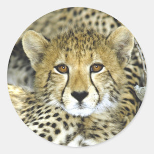 Cheetah Cub 2 Classic Round Sticker